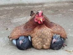 two chickens are laying on the ground with their heads in each other's hands