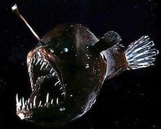 a close up of a fish with its mouth open and teeth wide open in the dark