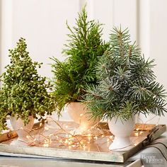 three potted evergreen trees sitting on top of a tray with christmas lights around them