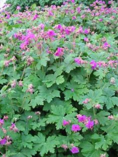 purple flowers are growing in the middle of green leaves and pink blooms grow on top of them