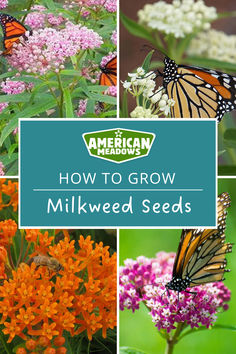 several different pictures of flowers and butterflies with the words how to grow milkweed seeds