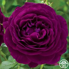 a purple flower with green leaves in the background