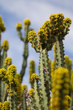 some very pretty green plants with yellow flowers on it's stems and the sky in the background