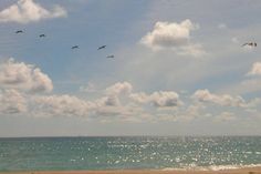 several birds flying over the ocean on a sunny day with blue sky and white clouds