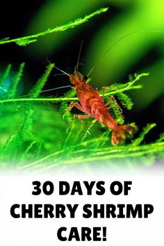 a close up of a grasshopper with the words 30 days of cherry shrimp care