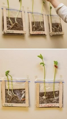 two pictures showing the process of growing plants from seed to plant, and then being held in plastic bags