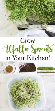 alfalfa sprouts in the kitchen with text overlay that reads grow alfalfa sprouts in your kitchen