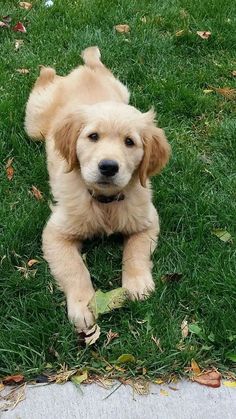 a dog laying in the grass looking at the camera