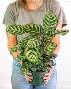 a woman holding a potted plant with green and black stripes on it's leaves