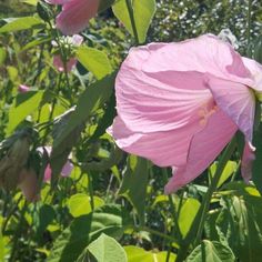 some pink flowers are growing in the grass