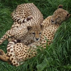 two cheetah cubs are laying in the grass