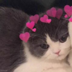 a black and white cat with pink hearts on its head