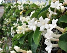 white flowers are growing on the side of a road