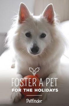 a white dog sitting on top of a couch with the words fosterer apet for the holidays