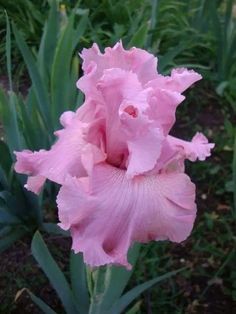 a large pink flower with green leaves in the background