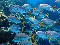 a large group of fish swimming over a coral reef