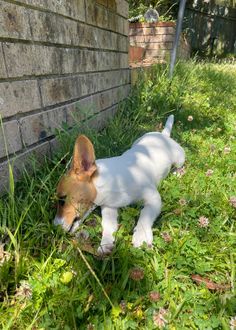 Jack Russell Terrier, Jack Russell, Best Friends, Puppies