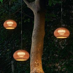 three lamps hanging from the branches of a tree