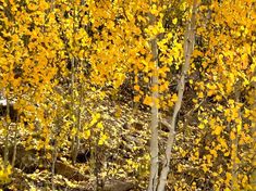 some yellow flowers and trees in the woods