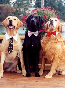 three dogs are sitting on a bench wearing neckties and bow ties with flowers in the background