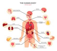 Human Body Diagram Organ Systems And Functions, Body Organs Diagram Human Anatomy, Organ Placement Human, Science Body Systems, Organ System Drawing, The Human Body Aesthetic, Organs Of The Body Anatomy, Internal Organs Diagram, Human Organ System