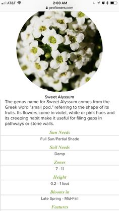 an image of some white flowers in the middle of a text description on a cell phone