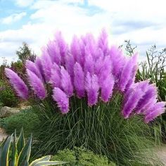 purple flowers are growing in the garden