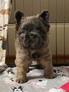 a small brown and black dog standing in front of a cage