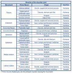 an image of the different types of human body muscles and their functions in order to understand what they are