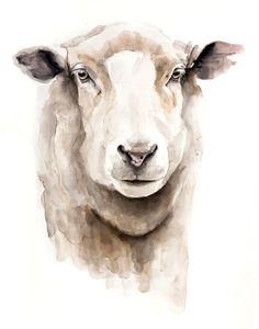 a watercolor painting of a sheep's face