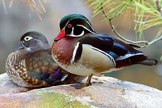 two colorful birds sitting on top of a rock next to a pine tree and needles