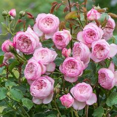 pink roses are blooming in the garden