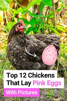 a chicken standing in the grass with an egg on it's back and text overlay that says top 12 chickens that lay pink eggs