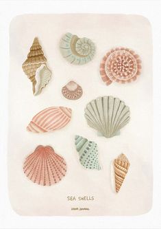 seashells are arranged on a white background with the words sea shells written below them