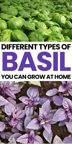 Different types of basil, including green and purple basil, you can grow at home. Cinnamon Basil Uses, Types Of Basil, Cinnamon Basil, Basil Plant, Lemon Basil, Thai Basil, Sweet Basil, Lettuce Leaves