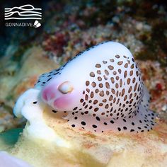 a close up of a white and black fish on a coral with brown polka dots