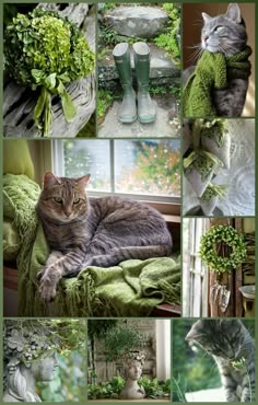 there is a collage of pictures with cats and flowers