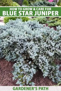 blue star juniper in the garden with text overlay that reads how to grow and care for