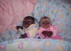 two baby monkeys laying in a bed with pink and blue sheets on it's sides