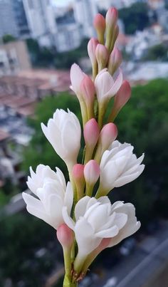 white and pink flowers in front of a cityscape