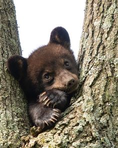 a bear cub is peeking out from the bark of a tree, with his paws on its face