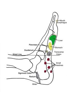 Lymph Drainage Massage, Foot Reflexology Massage, Reflexology Chart, Reflexology Massage, Kinesiology Taping, Foot Reflexology, Healing Touch