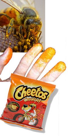 a hand holding up a bag of cheetos corn chips next to a photo of a bee