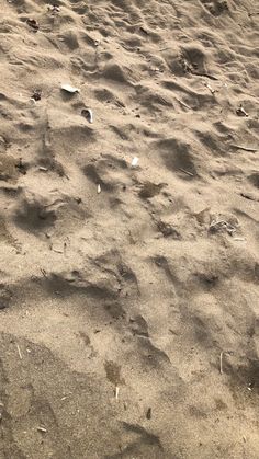 the dog is laying down in the sand