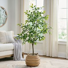 a living room with a white couch and a potted tree in the middle of it