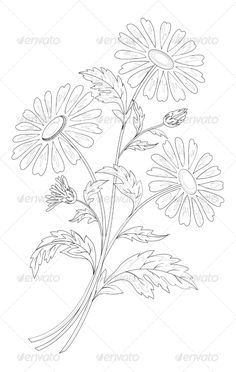 a drawing of daisies on a white background - flowers & plants nature