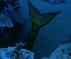 the tail of a large fish is visible in the water near some rocks and algae