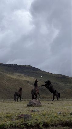 three horses are running in an open field