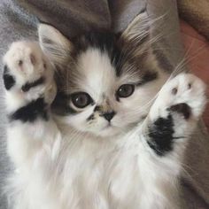 a small kitten with its paws up in the air