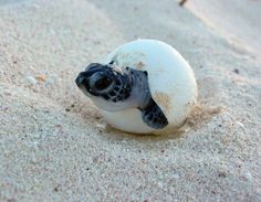 a baby turtle crawling out of an egg in the sand